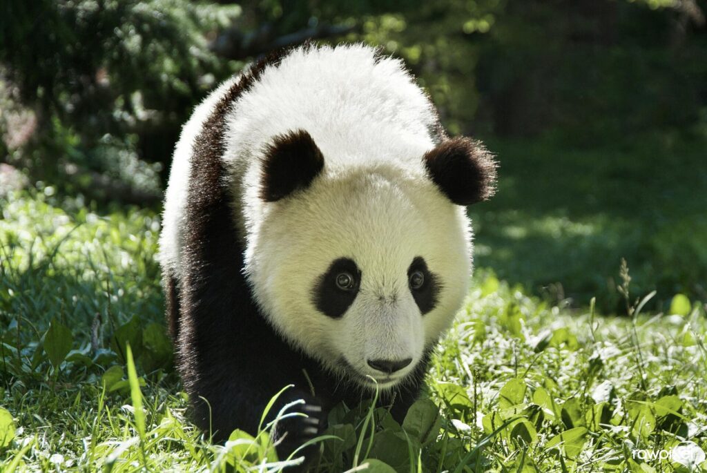 Giant Panda (2006) by Ann Batdorf. Original from Smithsonian's National Zoo. Digitally enhanced by rawpixel. (51128404191)