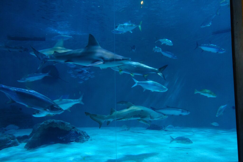 Audubon Aquarium of the Americas, New Orleans April 2015   Sharks