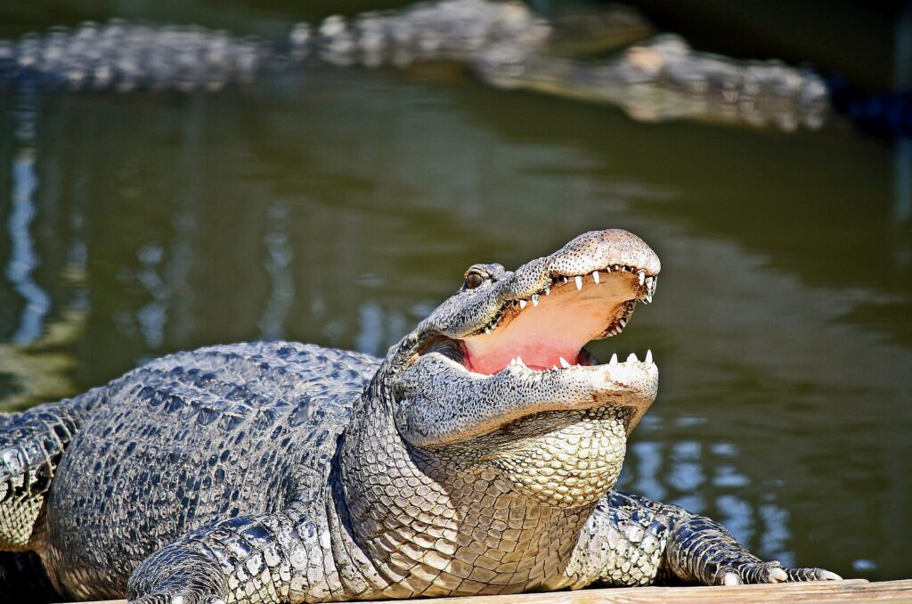 Alligator at the Gatorland